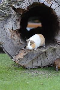 Tan and White Guinea Pig Animal Journal