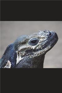 Rhinoceros Iguana Journal: 150 Page Lined Notebook/Diary