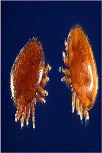 Arachnid Journal Mites Close Up Arachnology