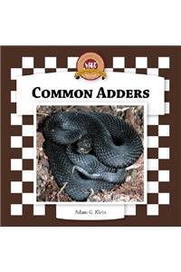 Common Adders