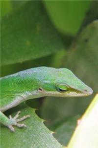 Little Green Lizard Up Close in the Garden Reptile Journal