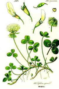 Trifolium Repens White Clover Otto Wilhelm Thome Journal