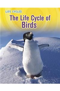 The Life Cycle of Birds