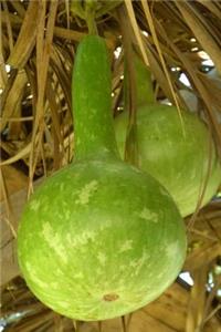 Calabash on the Vine Journal