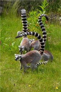 A Conspiracy of Black and White Ring-Tailed Lemurs Journal