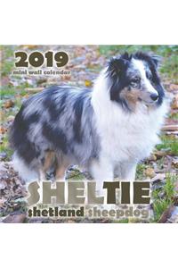 Sheltie