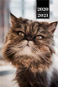 Persian Cat Kitten Kitty Tomcat Week Planner Organizer 2020 / 2021 - Wild Hair