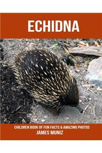 Echidna