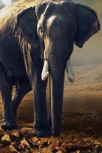 Elephant Notebook