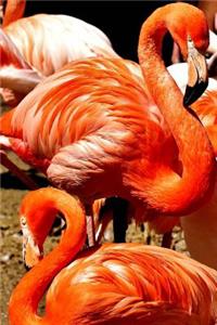 Stunning Flamingo Journal