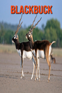 Blackbuck
