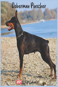 Doberman Pinscher 2021 Wall Calendar