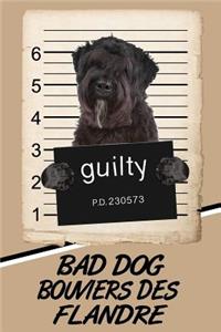 Bad Dog Bouviers des Flandre