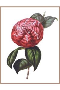 Notebook Red Camellia