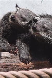 The Sleeping Bearcat Journal