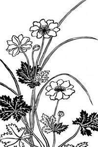 Flowers Journal