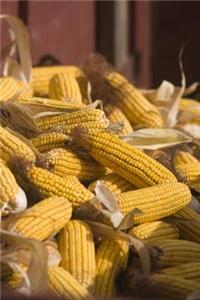 Hand Harvested Yellow Dent Corn From Iowa USA Journal