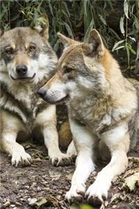 Two Gray Wolves Lounging Together Journal