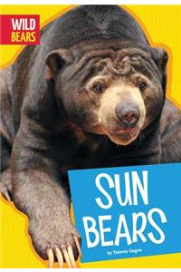 Sun Bears