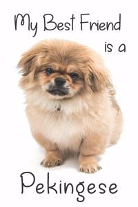 My best Friend is a Pekingese