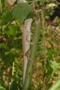 Southeast Asian Lizards Notebook