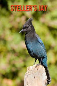 Steller's Jay