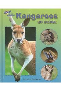 Kangaroos Up Close