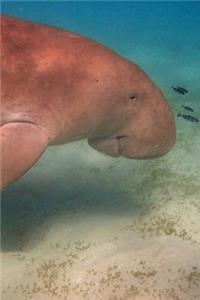Underwater Florida Manatee Marine Animal Journal