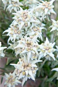 Lovely Edelweiss Leontopodium alpinum Mountain Flower Journal