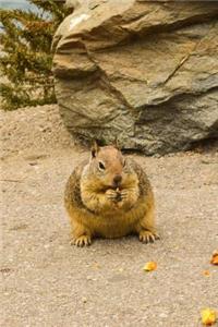Ground Squirrel on the Beach in California Journal