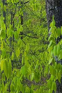 Forest Growth Spring Journal