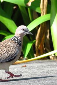 Dancing Spotted Dove Notebook