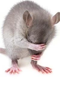 Shy Mouse Notebook