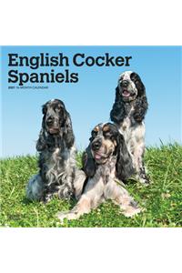 English Cocker Spaniels 2021 Square Btuk