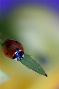 Ladybug Notebook