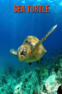 Sea Turtle: Amazing Facts about Sea Turtle