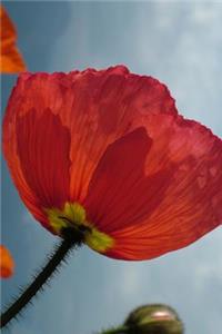 View from Underneath a Red Icelandic Poppy Flower Garden Journal: 150 Page Lined Notebook/Diary