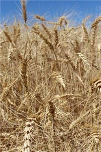An Amber Field of Wheat Up Close Breadbasket Agriculture Journal