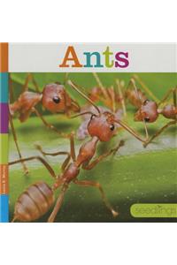 Ants