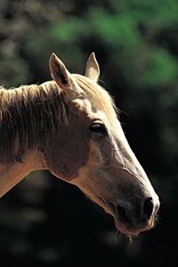 2020 Daily Planner Horse Photo Equine Old Pinto 388 Pages