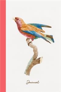 Journal: Bird Notebook To Write In With Lines / Composition Book / Diary - Young Violet Roller ( Histoire Naturelle des Oiseaux de Paradis et Des Rolliers )