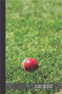 cricket ball grass