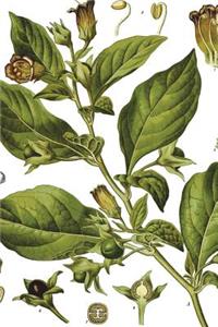 Atropa Belladonna Illustration Journal