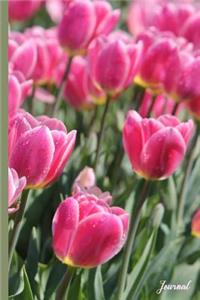 Tulips Journal