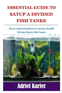 Essential Guide to Satup a Divided Betta Fish Tanks