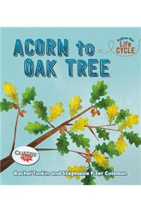 Acorn to Oak Tree