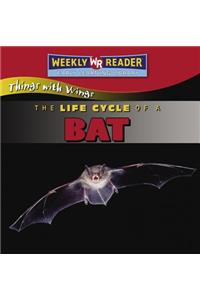 The Life Cycle of a Bat