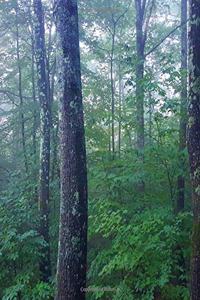 School Composition Book Woods Foggy Morning