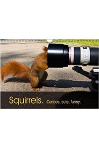 Squirrels. Curious, Cute, Funny. 2018