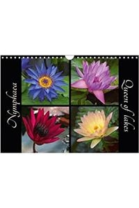 Nymphaea - Queen of Lakes 2018